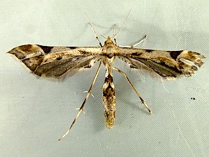 Platyptilia carduidactylus