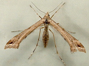 Platyptilia carduidactylus