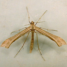 Platyptilia williamsii