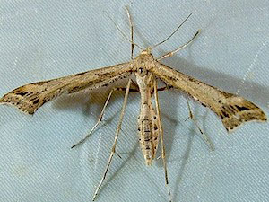 Platyptilia williamsii