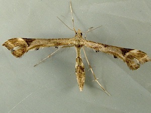 Platyptilia williamsii