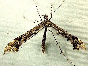 Amblyptilia pica