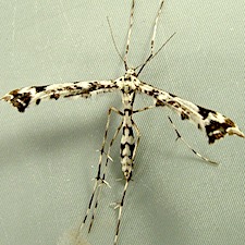 Amblyptilia pica