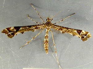 Amblyptilia pica