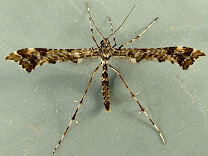 Amblyptilia pica