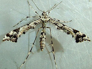 Amblyptilia pica