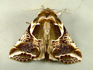 Habrosyne scripta