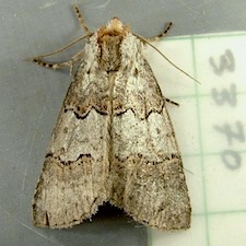 Ceranemota fasciata