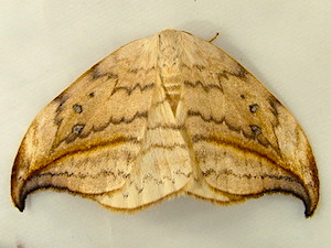 Drepana arcuata