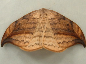 Drepana arcuata