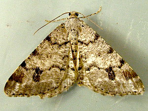 Macaria signaria