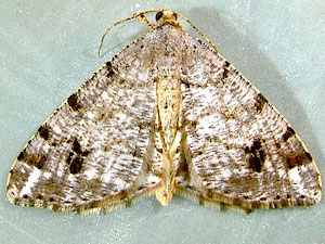 Macaria signaria