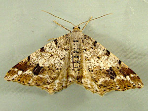 Macaria signaria