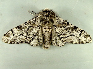 Biston betularia