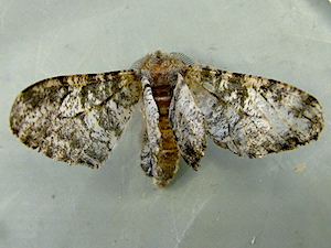 Biston betularia