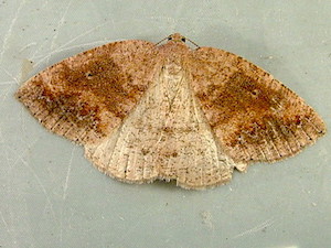 Drepanulatrix monicaria