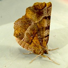 Selenia alciphearia