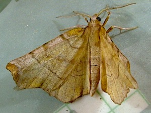 Selenia alciphearia