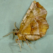 Selenia alciphearia