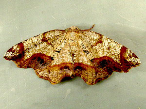 Probole amicaria