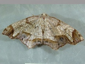 Probole amicaria