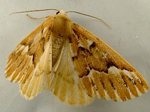 Caripeta aequaliaria