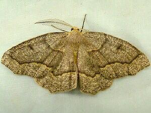 Lambdina fiscellaria