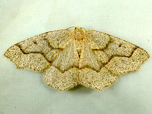 Lambdina fiscellaria