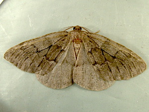 Nepytia umbrosaria