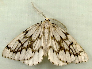 Nepytia phantasmaria