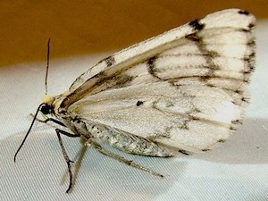 Nepytia phantasmaria