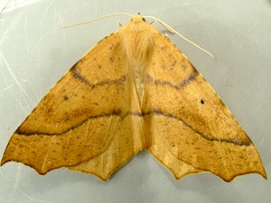 Tetracis jubararia