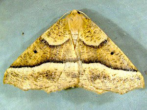 Tetracis jubararia