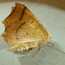 Tetracis jubararia