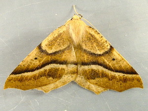 Tetracis pallulata