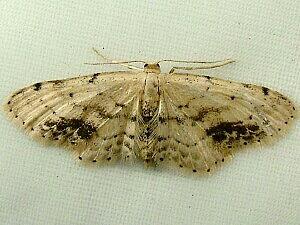 Idaea dimidiata