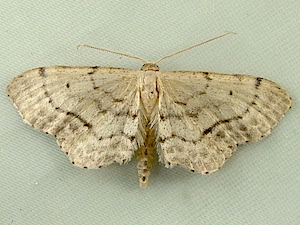 Idaea dimidiata