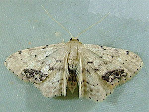 Idaea dimidiata