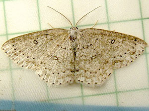 Cyclophora pendulinaria