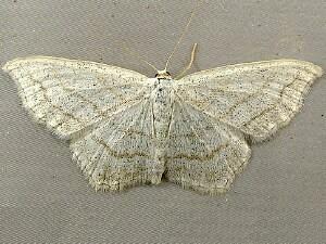 Scopula junctaria