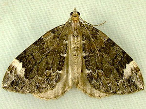 Dysstroma citrata