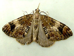 Dysstroma citrata