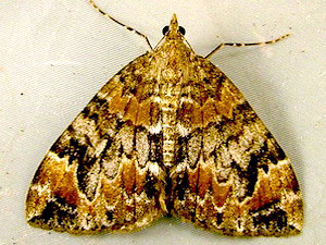 Dysstroma citrata