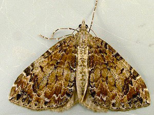 Dysstroma citrata