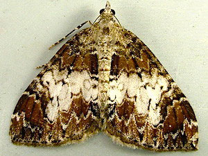 Dysstroma citrata