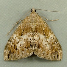 Dysstroma citrata