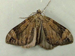 Dysstroma citrata