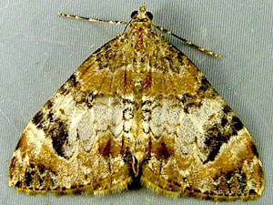 Dysstroma citrata