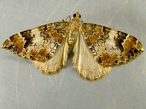 Dysstroma citrata