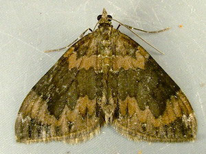 Dysstroma citrata